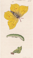 Plate 824 
Buckthorn Butterfly